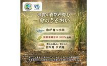 無農薬・グルテンフリー&nbsp;滋賀県野洲市産&nbsp;2種の麺&nbsp;8食セット&nbsp;100g×8袋