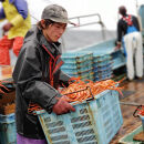 ＜7～8月配送不可＞山陰産！ボイル紅ずわいがに(姿2枚・計1kg以上)