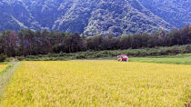 ＜令和7年産＞山崎農園のこしひかり(精米・5kg)&nbsp;【鳥取県&nbsp;境港市】