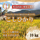 ＜令和7年産＞山崎農園のこしひかり(精米・10kg)&nbsp;【鳥取県&nbsp;境港市】