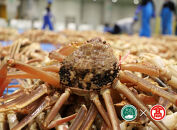 ＜2026年11月～2027年3月上旬発送予定＞茹で松葉がに(1枚・約750g)【T-DI2】【大山ブランド会】&nbsp;【鳥取県&nbsp;境港市】