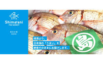 鳥取県産こだわりのアジフィーレフライ(計600g)