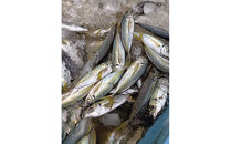 鳥取県産こだわりのアジフィーレフライ(計600g)