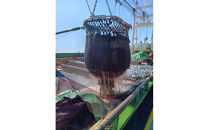 鳥取県産こだわりのアジフィーレフライ(計1.2kg)