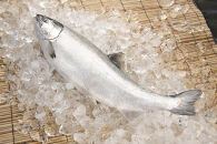 ＜数量限定＞氷温&nbsp;熟成&nbsp;境港サーモン3種セット(8切)