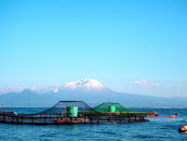 ＜数量限定＞氷温&nbsp;熟成&nbsp;境港サーモン3種セット(8切)