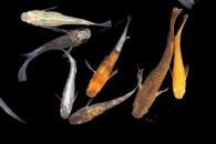 ＜数量限定＞お楽しみ！バラエティメダカセット(10匹)