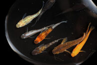 ＜数量限定＞お楽しみ！バラエティメダカセット(10匹)