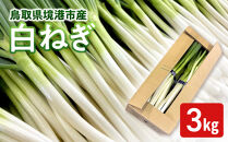 ＜11月上旬～4月下旬発送予定＞白ねぎ(3kg)&nbsp;【鳥取県&nbsp;境港市】