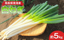 ＜先行予約受付中！11月上旬～3月下旬発送予定＞白ねぎ(約5kg)&nbsp;【鳥取県&nbsp;境港市】