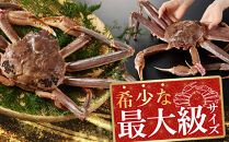 ＜11月中旬～3月中旬発送予定＞＜期間限定＞活松葉ガニ&nbsp;特々大&nbsp;1.2kg以上&nbsp;|&nbsp;松葉ガニ&nbsp;松葉がに&nbsp;活蟹&nbsp;活ガニ&nbsp;活かに&nbsp;ズワイガニ&nbsp;ずわいがに&nbsp;蟹&nbsp;かに&nbsp;カニ&nbsp;特々大&nbsp;特大&nbsp;大型&nbsp;カニ姿&nbsp;丸ごと&nbsp;生&nbsp;新鮮&nbsp;海鮮&nbsp;魚介&nbsp;魚介類&nbsp;高級食材&nbsp;贅沢食材&nbsp;産地直送&nbsp;カニ刺し&nbsp;刺身&nbsp;カニ鍋&nbsp;味噌&nbsp;冬限定&nbsp;期間限定&nbsp;冷蔵&nbsp;お取り寄せ&nbsp;グルメ&nbsp;人気&nbsp;おすすめ&nbsp;ギフト&nbsp;贈り物&nbsp;国産&nbsp;境港産&nbsp;鳥取県&nbsp;境港市