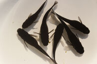 ＜数量限定＞境港改良メダカセット(4匹・2ペア)