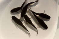 ＜数量限定＞境港改良メダカセット(4匹・2ペア)