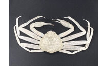 ＜数量限定＞ベニズワイガニ&nbsp;キトサン&nbsp;標本(1点)