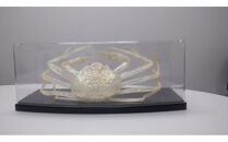 ＜数量限定＞ベニズワイガニ&nbsp;キトサン&nbsp;標本(1点)