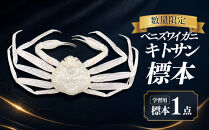 ＜数量限定＞ベニズワイガニ&nbsp;キトサン&nbsp;標本(1点)&nbsp;|&nbsp;標本&nbsp;展示用&nbsp;標本品&nbsp;カニ標本&nbsp;蟹&nbsp;かに&nbsp;ベニズワイガニ&nbsp;学習用&nbsp;教材&nbsp;コレクション&nbsp;観賞用&nbsp;インテリア&nbsp;自由研究&nbsp;科学標本&nbsp;海洋生物&nbsp;海洋学習&nbsp;教育用品&nbsp;ディスプレイ用品&nbsp;レア&nbsp;希少品&nbsp;コレクター向け&nbsp;鳥取県&nbsp;境港市