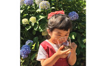 野草茶バラエティーBセット(計48袋)
