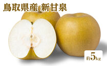 ＜数量限定＞＜2026年8月下旬以降順次発送予定＞鳥取県産新甘泉(約5kg)&nbsp;【鳥取県&nbsp;境港市】