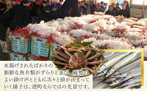 ＜金～日着※指定日不可＞＜期間限定＞＜4月上旬～10月末頃発送予定＞朝獲れ鮮魚ボックス「美保湾の恵み」(計2.5kg以上)&nbsp;|&nbsp;鮮魚&nbsp;魚&nbsp;さかな&nbsp;海鮮&nbsp;魚介&nbsp;魚介類&nbsp;朝獲れ&nbsp;朝どれ&nbsp;新鮮&nbsp;直送&nbsp;セット&nbsp;おまかせ&nbsp;バラエティ&nbsp;旬&nbsp;季節限定&nbsp;地魚&nbsp;日本海&nbsp;美保湾&nbsp;産地直送&nbsp;焼き魚&nbsp;煮魚&nbsp;調理用&nbsp;家庭用&nbsp;食べ比べ&nbsp;お取り寄せ&nbsp;グルメ&nbsp;人気&nbsp;おすすめ&nbsp;鳥取県&nbsp;境港市