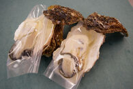 ＜平日着＞＜6月中旬～7月上旬頃順次配送＞今が旬！天然岩牡蠣(5～6個)