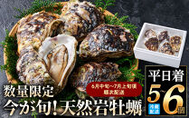 ＜平日着＞＜6月中旬～7月上旬頃順次配送＞今が旬！天然岩牡蠣(5～6個)&nbsp;【鳥取県&nbsp;境港市】