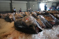 ＜土日祝着＞＜6月上旬～7月上旬発送予定！数量限定＞サクでお届け！近海天然黒マグロ(約400～500g)