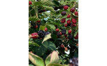 信州戸隠高原のきいちごジャム3個セット（ブラックベリー2個・ラズベリー1個）