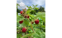 信州戸隠高原のきいちごジャム２個セット（ブラックベリー1個・ラズベリー1個）