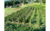 信州戸隠高原のきいちごジャム２個セット（ブラックベリー1個・ラズベリー1個）