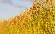 【2026年度産】話題のお米&nbsp;つや姫（玄米）【定期便】10kg×全3回