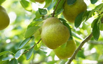 【2026年10月下旬以降お届け】果物の郷&nbsp;中山町からお届けします！洋梨「ラ・フランス」秀3L～4L&nbsp;5kg（14～16玉）