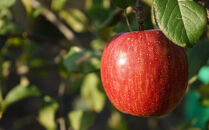 【2026年11月以降お届け】☆どっちも食べたい！たくさん食べたい！！詰合せ＜ラ・フランス＆ふじりんご＞各8玉