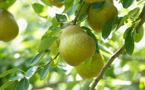 【2026年11月以降お届け】☆どっちも食べたい！詰合せ＜ラ・フランス＆ふじりんご＞各7玉