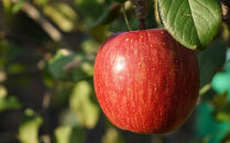 【2026年12月以降お届け】果物の郷&nbsp;中山町からお届けします！「ふじりんご」秀5kg（14～16玉）