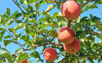 【2026年12月以降お届け】果物の郷&nbsp;中山町からお届けします！「ふじりんご」秀5kg（14～16玉）