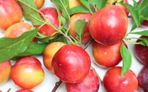 【2026年度受付開始】☆中山町といえばこれ！すもも「秋姫」秀&nbsp;5L～6L　8～9玉入り2.4kg（1.2kg×2パック）