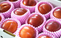 【2026年度受付開始】☆中山町といえばこれ！すもも「秋姫」秀&nbsp;5L～6L　8～9玉入り2.4kg（1.2kg×2パック）