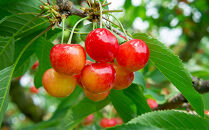 【2026年受付開始】☆果物の郷&nbsp;中山町からお届けします！さくらんぼ「佐藤錦」秀&nbsp;L1kg（バラ詰500g×2）　