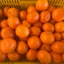 大粒有田みかん&nbsp;1kg&nbsp;(約7個～8個)