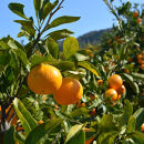 大粒有田みかん&nbsp;3kg&nbsp;(約21個～24個)