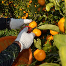 大粒有田みかん&nbsp;5kg&nbsp;(約35個～40個)