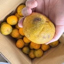 訳あり&nbsp;じゃばら&nbsp;1kg&nbsp;(6～9玉)