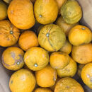 訳あり&nbsp;じゃばら&nbsp;2kg&nbsp;(11～18玉)