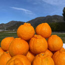 和歌山&nbsp;有田&nbsp;不知火&nbsp;しらぬい&nbsp;5kg