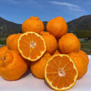 和歌山&nbsp;有田&nbsp;不知火&nbsp;しらぬい&nbsp;5kg