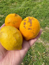 訳あり&nbsp;国産&nbsp;レモン&nbsp;2.5kg&nbsp;(14~22玉)