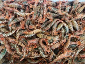 ＜定期便＞『境港の全部を食す』旬のお魚宅配便(全4回)