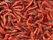 ＜定期便＞『境港の全部を食す』旬のお魚宅配便(全4回)