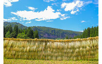 【令和7年産】魚沼産コシヒカリ&nbsp;雪椿&nbsp;10kg&nbsp;(5kg×2袋)&nbsp;特別栽培米