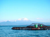 ＜定期便(3回)・数量限定＞氷温&nbsp;熟成&nbsp;境港サーモン3種セット(8切×3ヶ月・計24切)